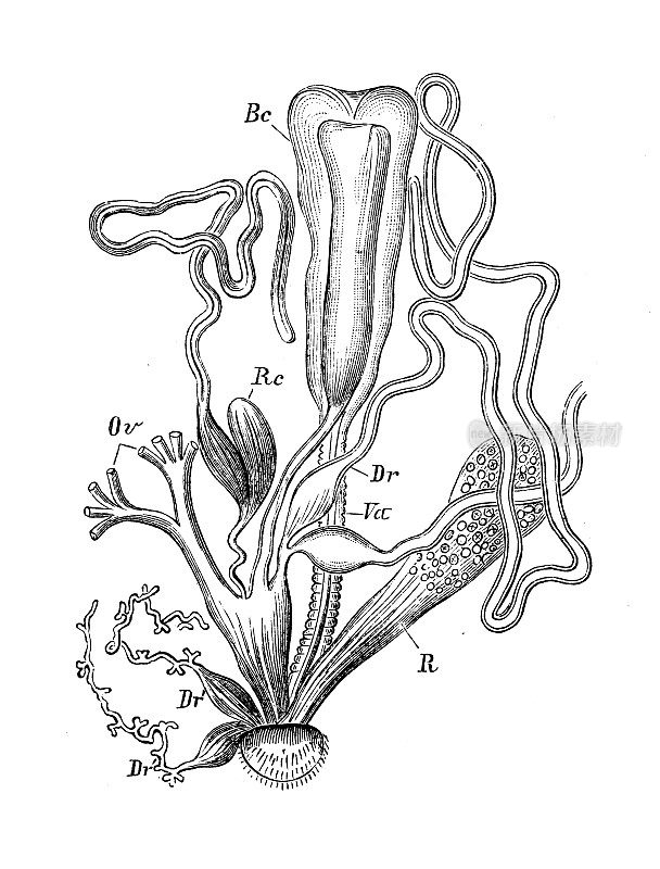 古董生物动物学图片:Vanessa Urticae